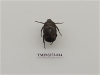 藏品(台灣綠騷金龜)的圖片